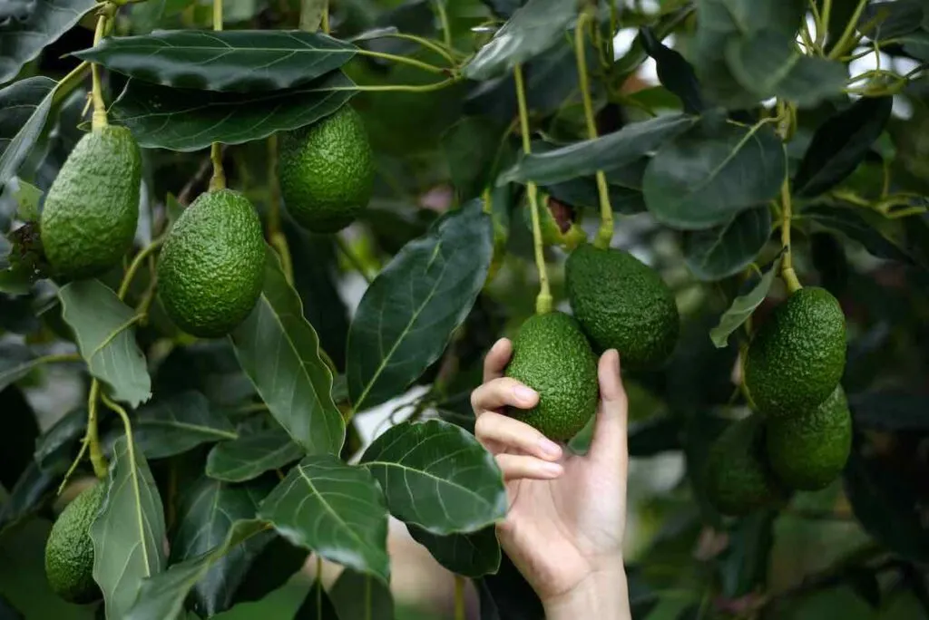 harvesting fresh ripe organic Hass Avocado