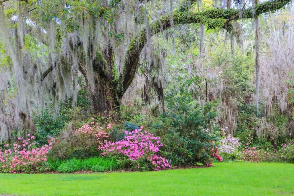 Southern Live Oak