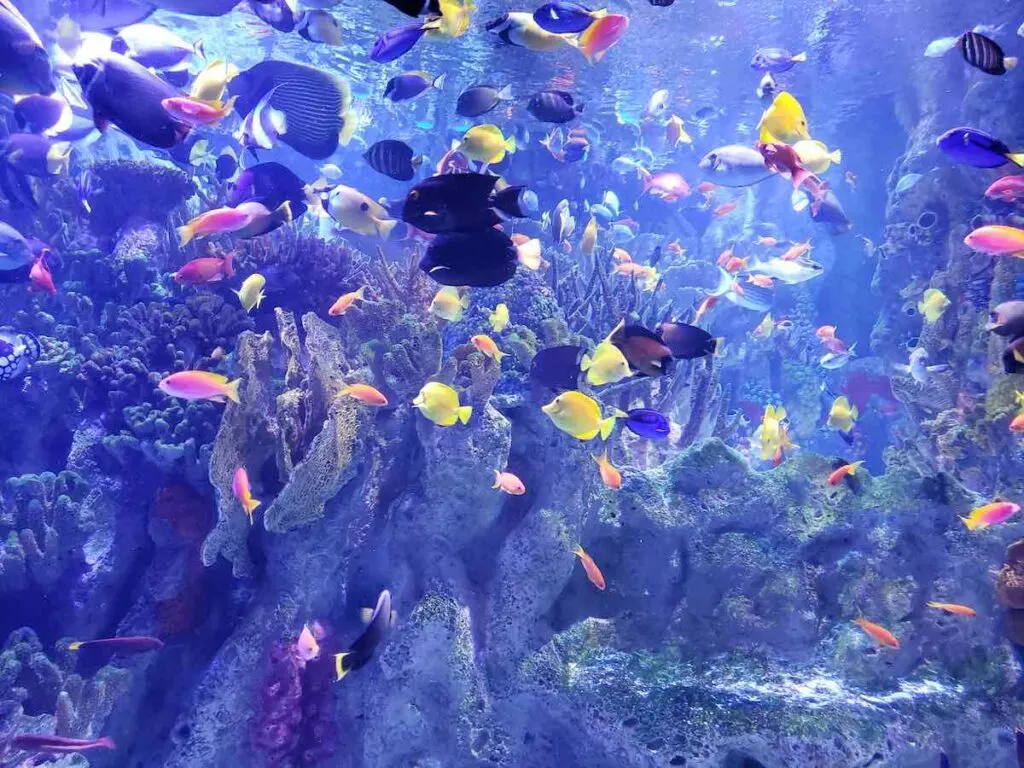 colorful fish at the aquarium