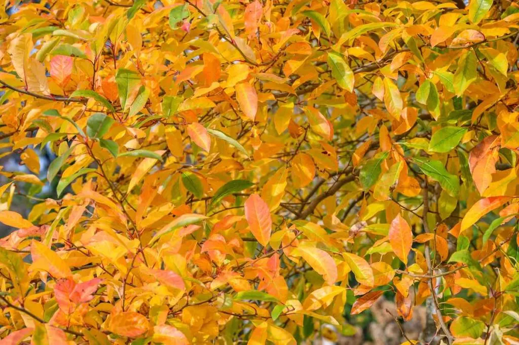 leaves of a Black Gum tree in yellow, orange, and green