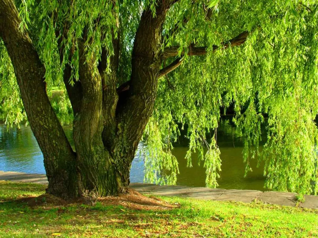 willow tree