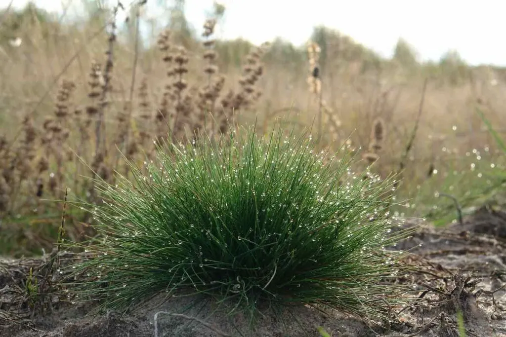 Fine Fescue