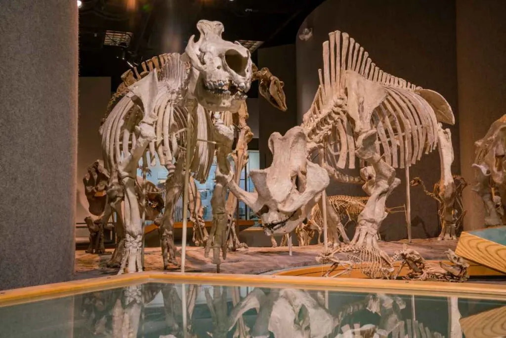 Denver Museum of Nature and Science Is One of the Best Things to Do in Denver