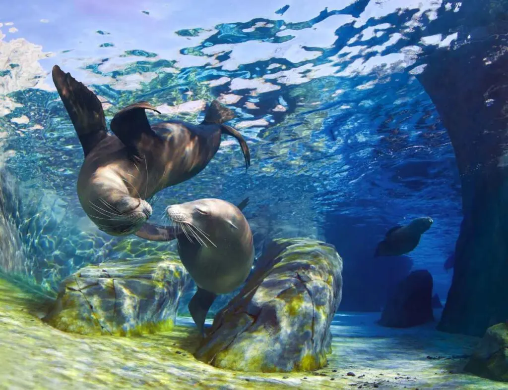 Sea Lions at the Zoo