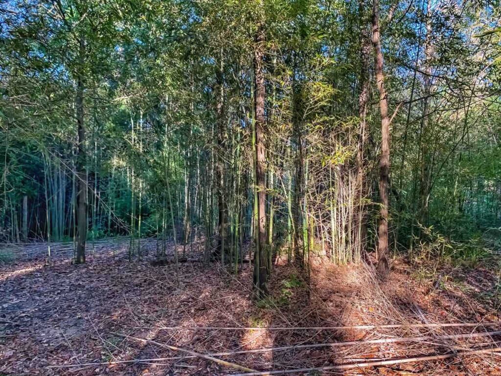 Alabama Bamboo Forest