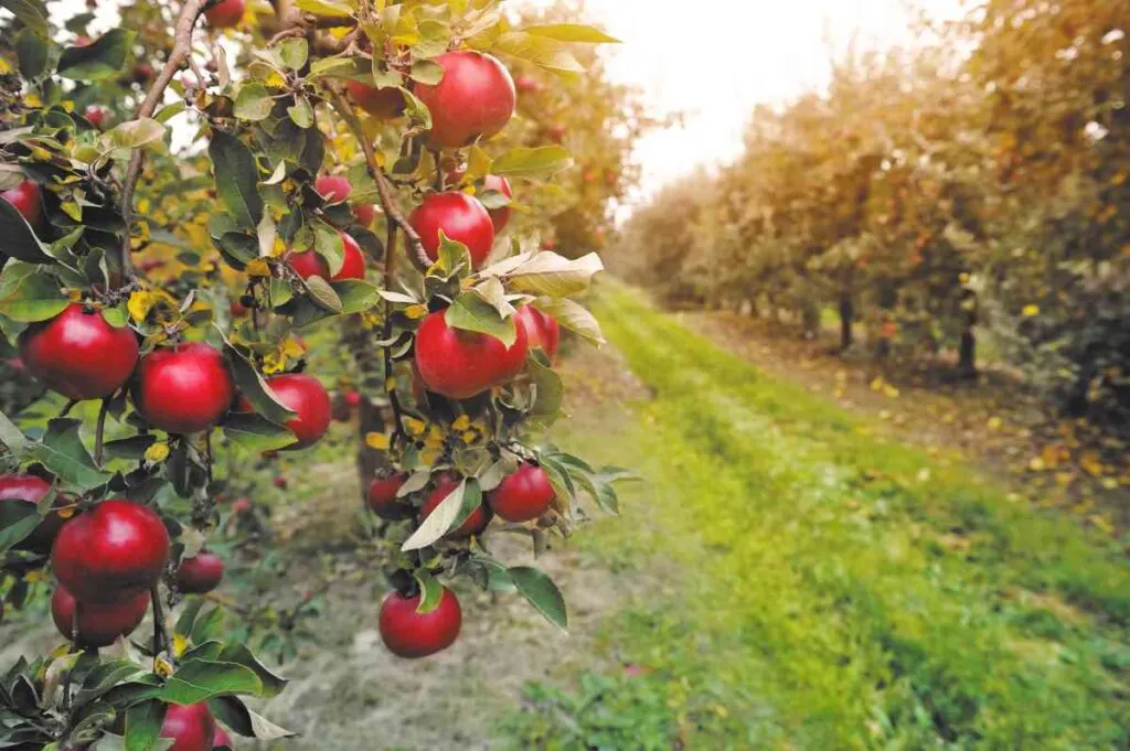 Apple Orchard