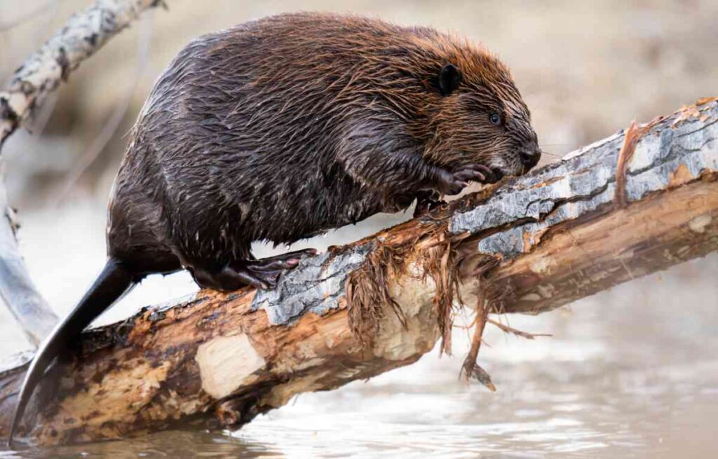 Beaver Chewing