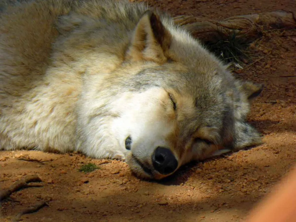 Colorado Wolf and Wildlife Center