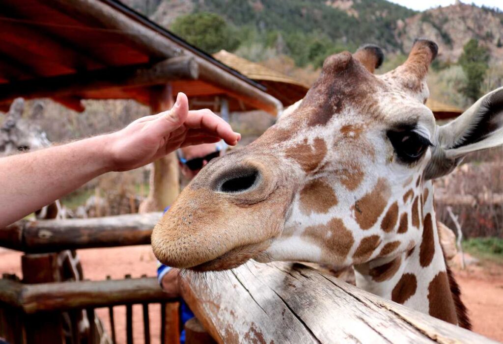 The Zoo Is One of the Best Things to Do in Colorado Springs