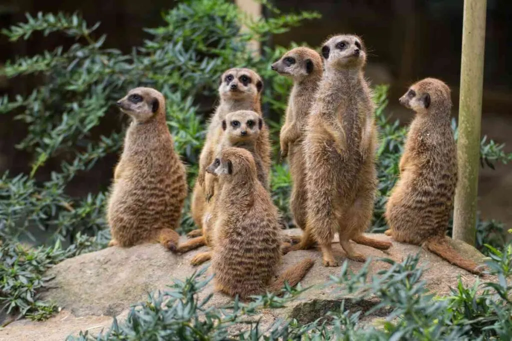 Meerkats at the Little Rock Zoo