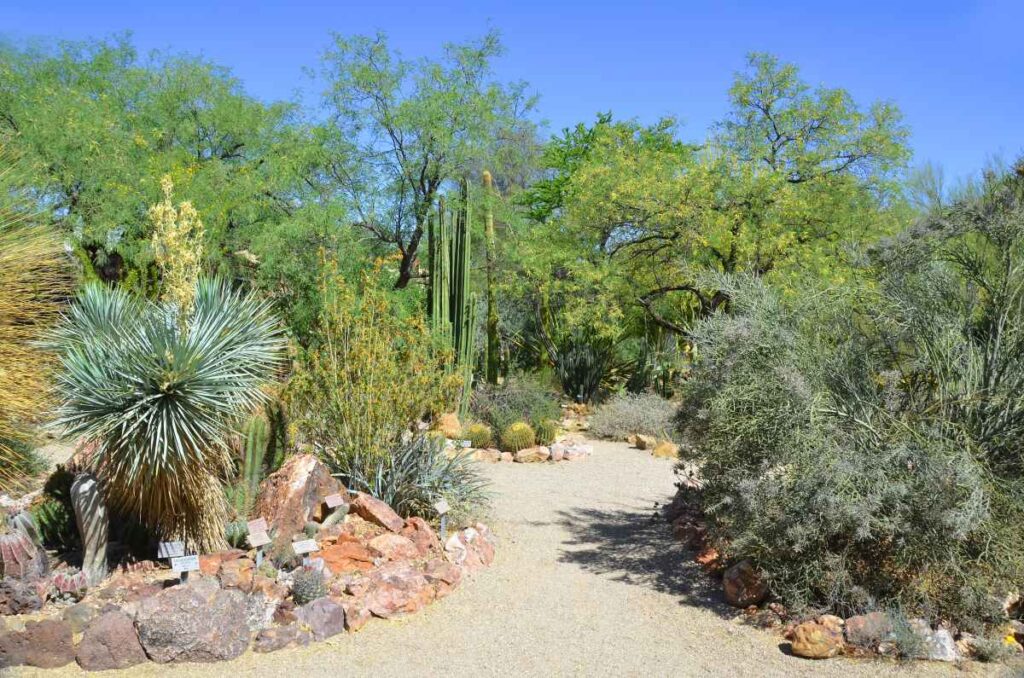 Tucson Botanical Garden