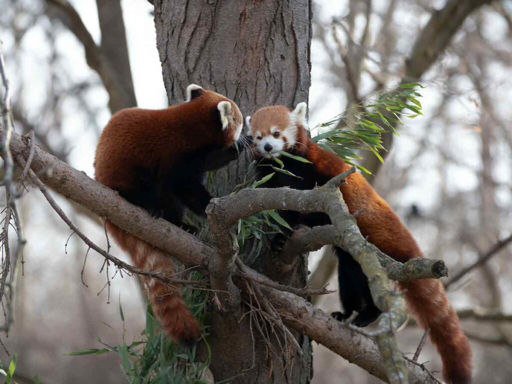Two red pandas playing at Detroit Zoo