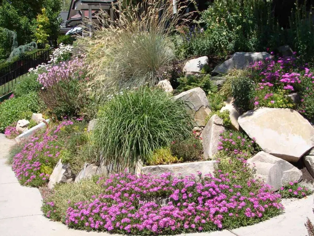 Xeriscape Garden in Chandler