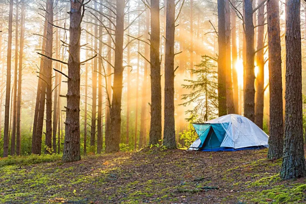 a tent in the forest.