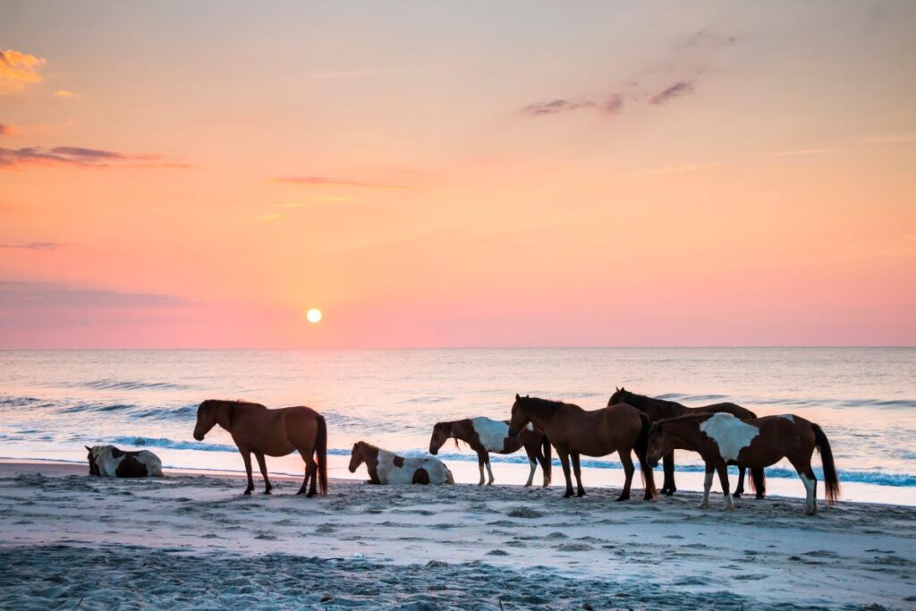 Ponies on the Assateague Island National Seashore.