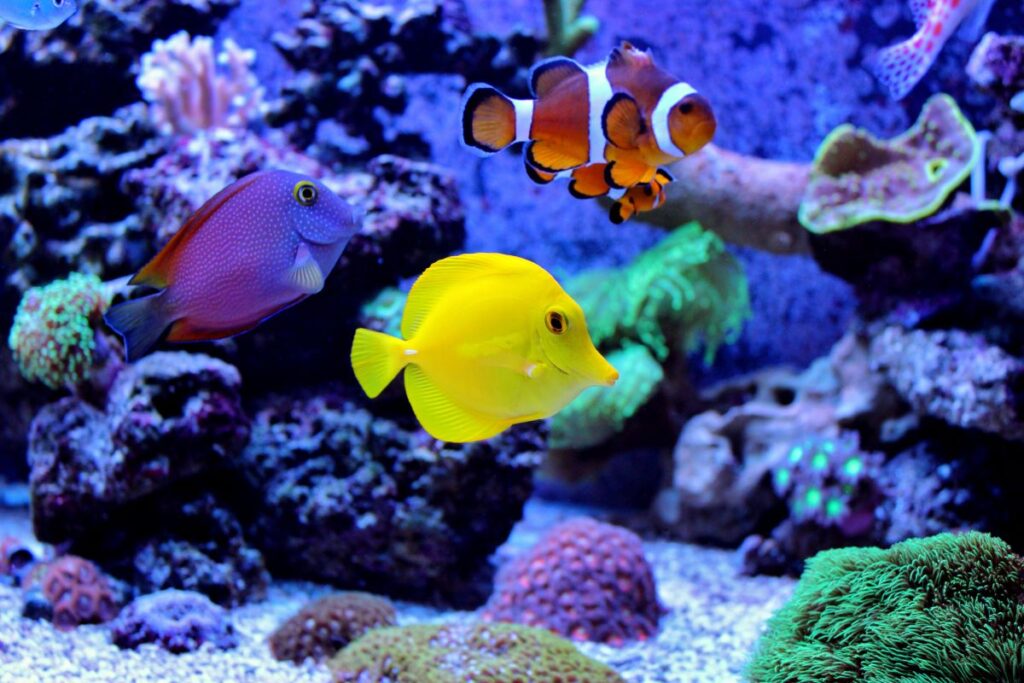 Small colorful fish in an aquarium - maybe one of the best aquariums in Florida!