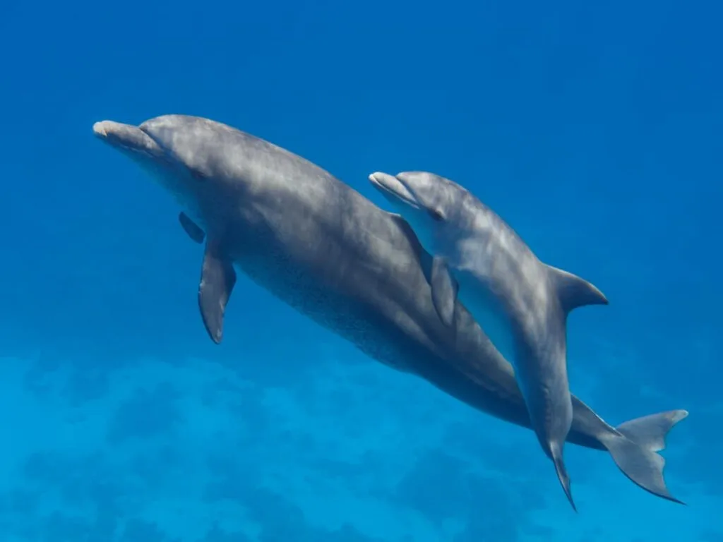 A pair of bottlenose dolphins underwater.