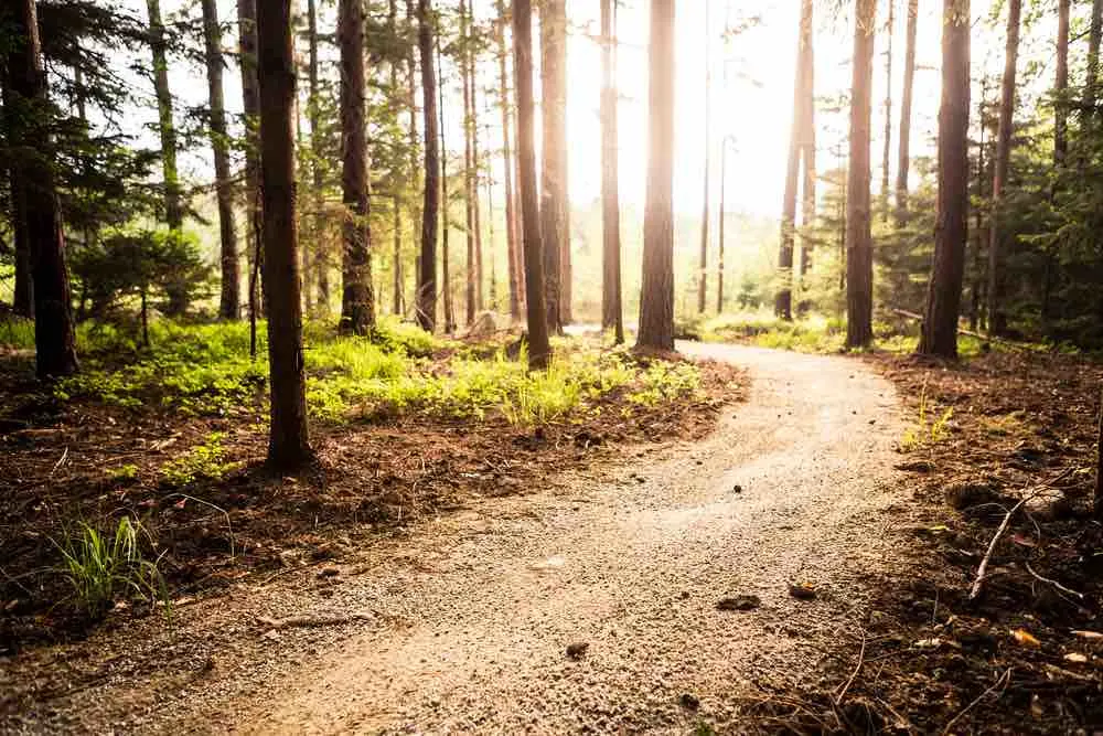 Biking trail in the woods