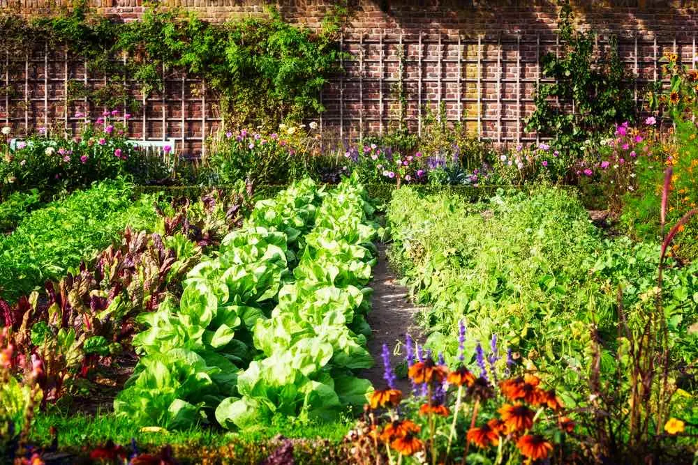 Vegetables Growing