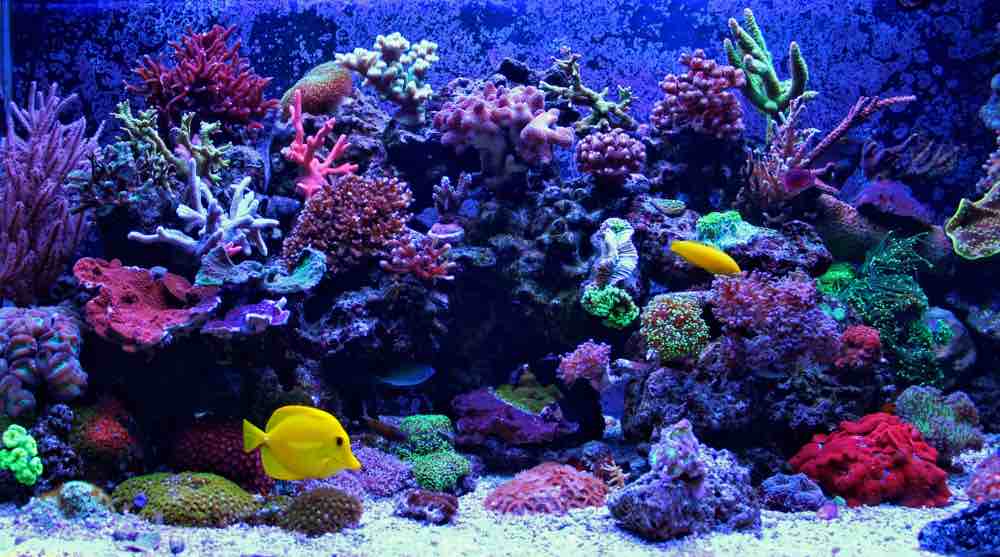 coral reef aquarium