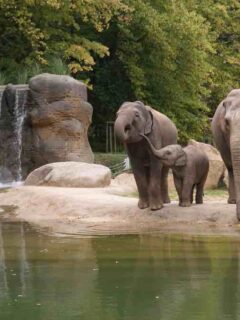 elephants at a zoo