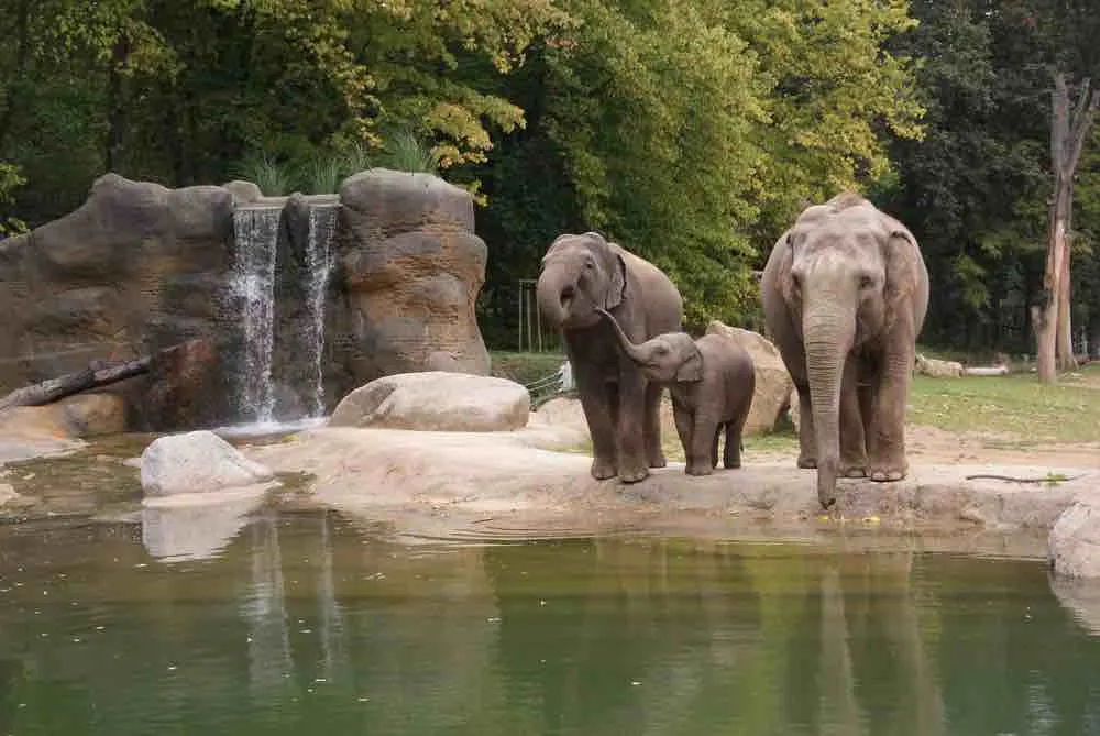 elephants at a zoo