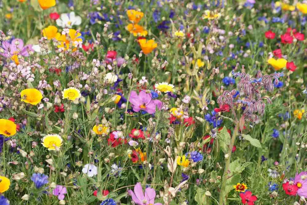 wild flowers
