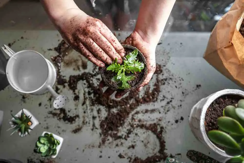 person potting a plant