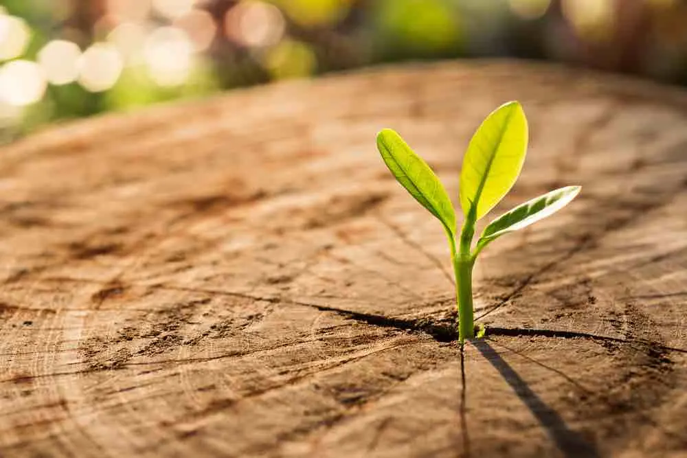 sprout growing out of a tree stump